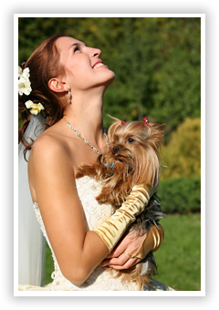 Dog and Pet Wedding Day Services